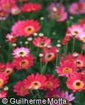 Argyranthemum frutescens ´Madeira Cherry Red´