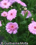 Argyranthemum frutescens ´Cobbitty Daisy Summer Melody´