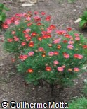 (ARFR14) Argyranthemum frutescens ´Madeira Red´