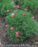 Argyranthemum frutescens ´Madeira Red´