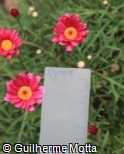 Argyranthemum frutescens ´Madeira Red´