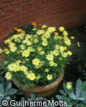 (ARFR15) Argyranthemum frutescens ´Nelia´