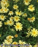 Argyranthemum frutescens ´Nelia´