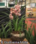 (CYSU2) Cymbidium  ´Summer Love Dwaft Pink´