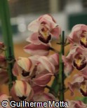 Cymbidium  ´Summer Love Dwaft Pink´
