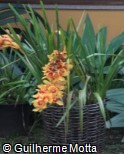 (CYJU) Cymbidium  ´Jurassic Amber Rex´