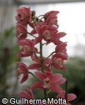 Cymbidium  ´Cooksbridge Satin´