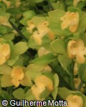 Cymbidium  ´Via Verde Dawn´
