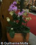 Phalaenopsis ´Phalijbak`´
