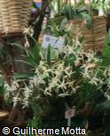 Dendrobium cymbidioides