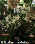 Dendrobium cymbidioides