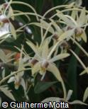 Dendrobium cymbidioides