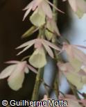 Dendrobium aphyllum