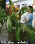 Vandopsis gigantea