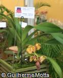 Vandopsis gigantea