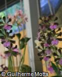 Encyclia cordigera