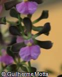Encyclia cordigera