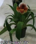 Paphiopedilum  ´Hama Chilwin´