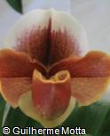 Paphiopedilum  ´Hama Chilwin´