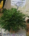 Stelis micrantha