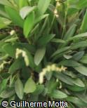 Stelis micrantha