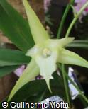 Angraecum sesquipedale