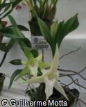 Angraecum sesquipedale