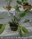 Acianthera saurocephala