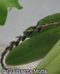 Acianthera saurocephala