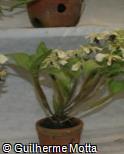 Dendrobium atroviolaceum