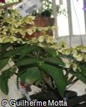 Dendrobium atroviolaceum