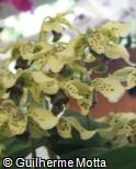 Dendrobium atroviolaceum