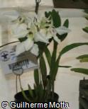 Dendrobium johnsoniae