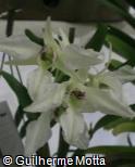 Dendrobium johnsoniae