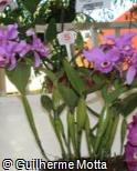 Guarianthe skinneri