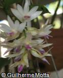 Dendrobium amethystoglossum