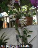 Dendrobium amethystoglossum
