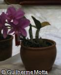 Cattleya nobilior
