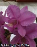 Cattleya nobilior