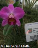 Cattleya praestans