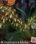 Oncidium maculatum