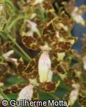 Oncidium maculatum