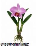 Cattleya praestans