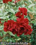 (ROGR4) Rosa x grandiflora ´Brown Velvet´