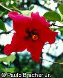 (HIRO21) Hibiscus rosa-sinensis ´Chipee´