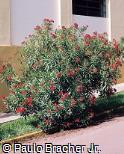 (NEOL3) Nerium oleander ´Little Red´