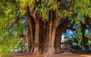 Monumento Vivo: Descubra a Árvore Mais Larga do Planeta