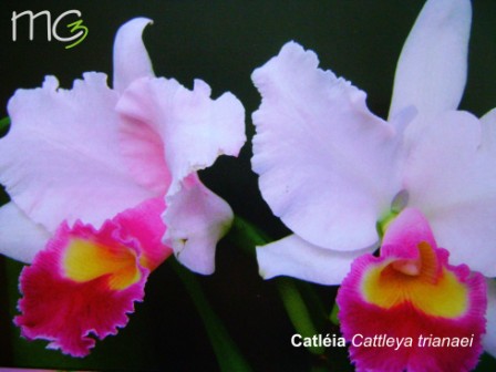 Um pouco do universo das orquídeas | Paisagismo Digital | Paisagismo Digital