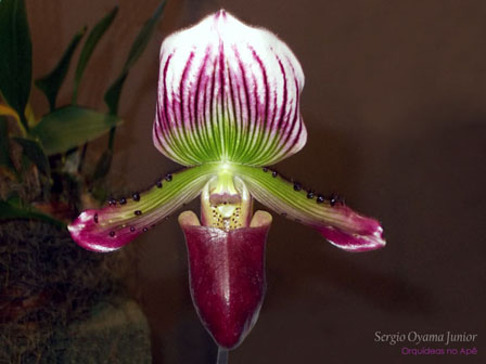 A exótica Orquídea sapatinho | Paisagismo Digital | Paisagismo Digital