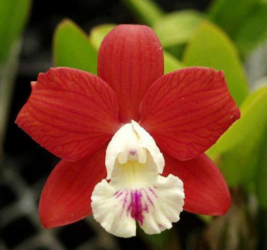 Plantas ornamentais: Orquídea Cattleya | Paisagismo Digital | Paisagismo  Digital